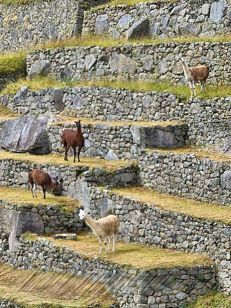 Llamas grazing on ancient terraces at Machu Picchu