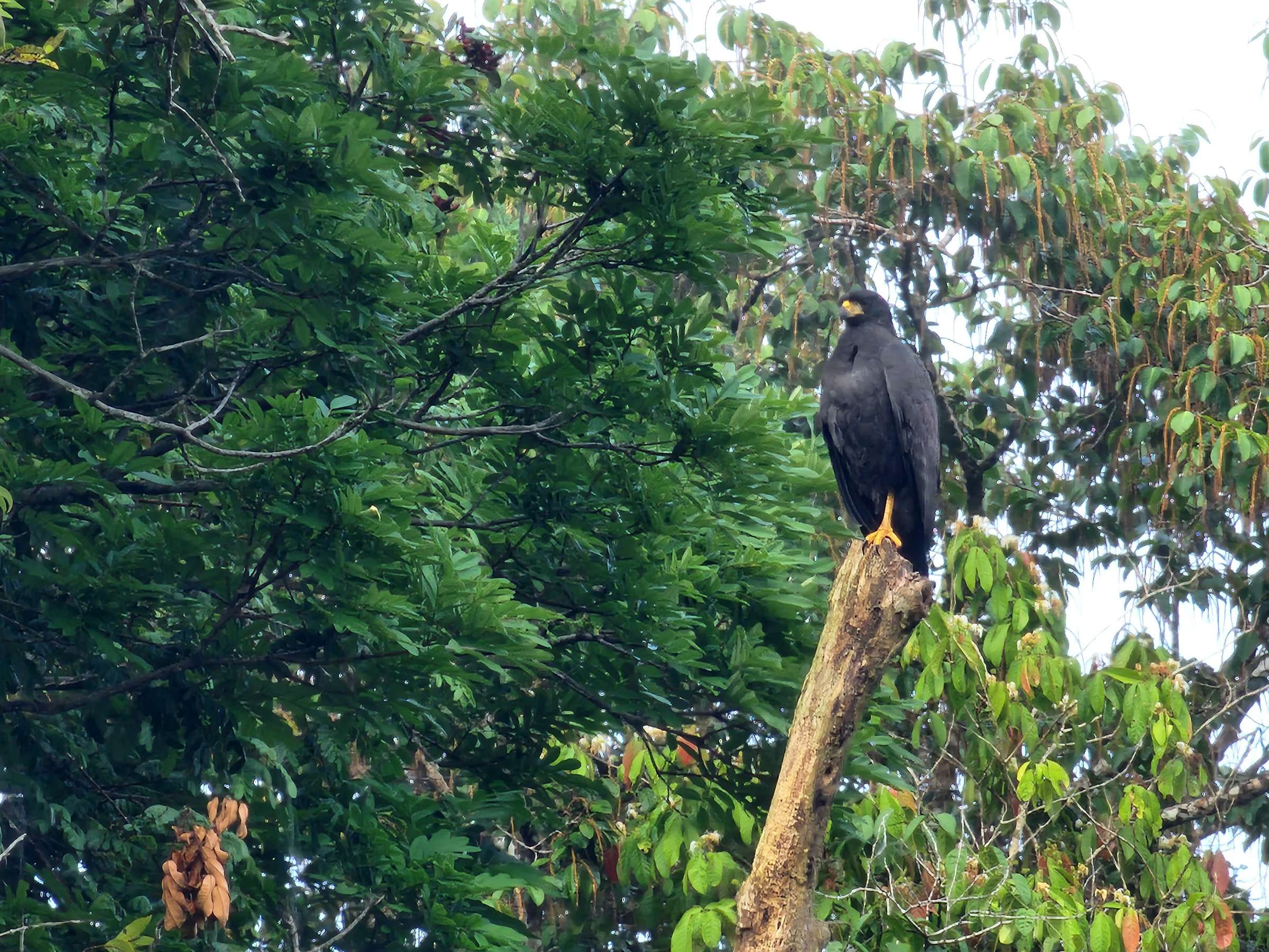 Amazon rainforest river boat expedition Peru