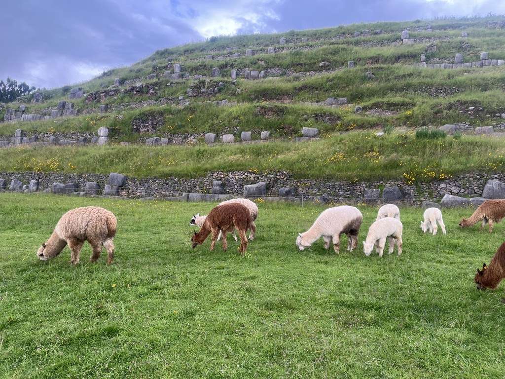 Alpacas at Sacsayhuaman ruins near Cusco