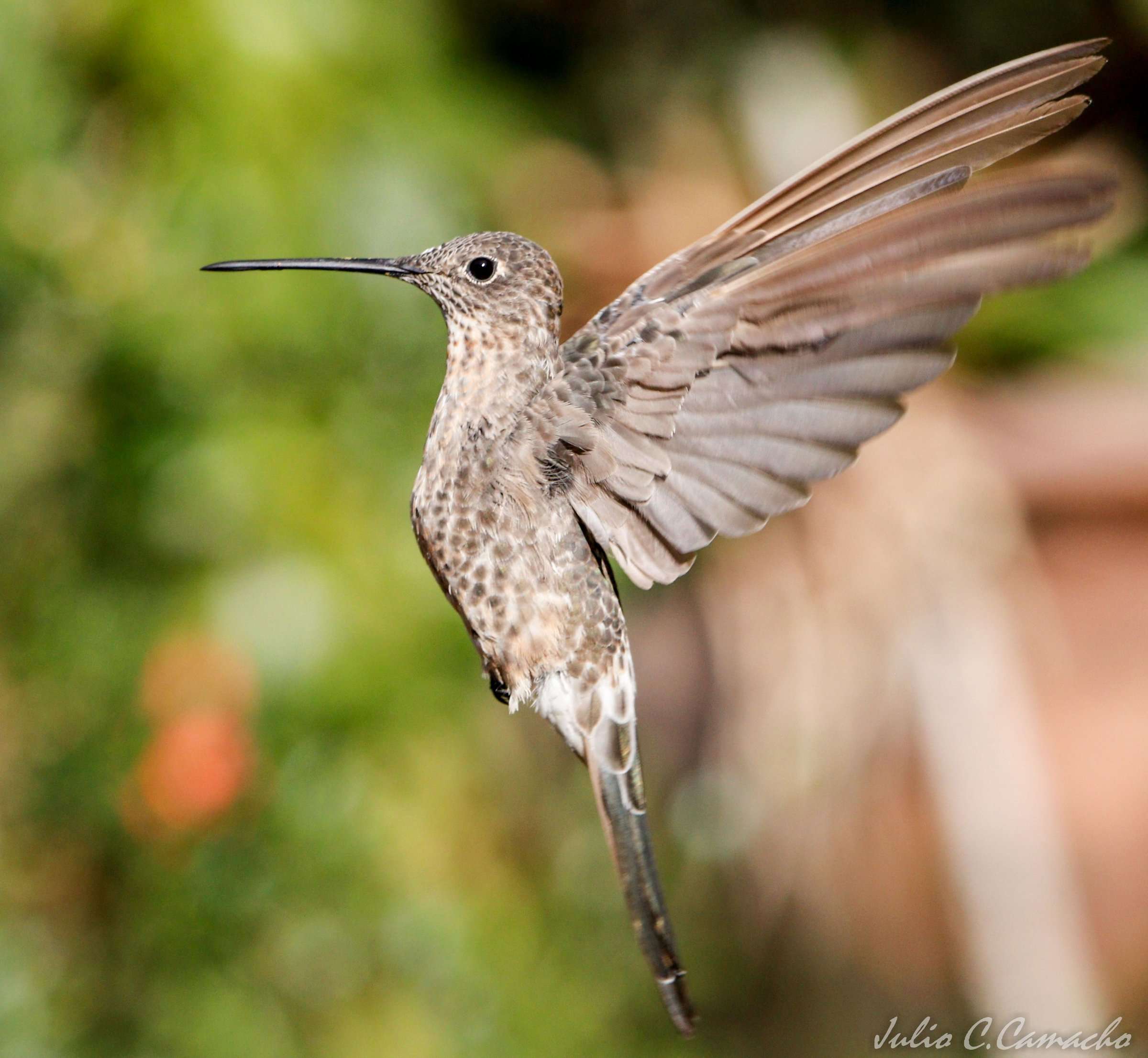 Giant Hummingbird in flight during Peru birdwatching tour - Wonders of Peru Expeditions