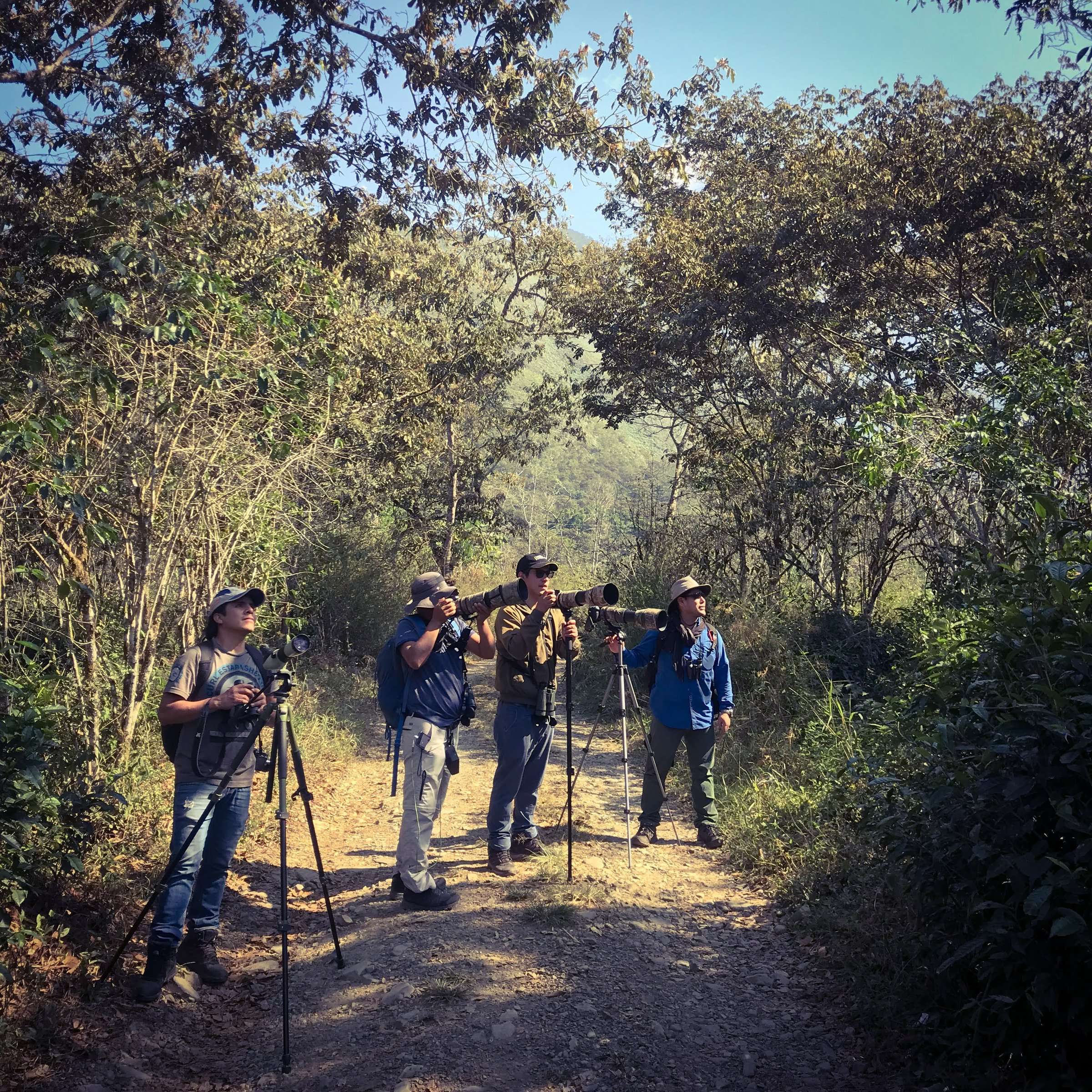 Group of birdwatchers scanning canopy on forest trail in Peru