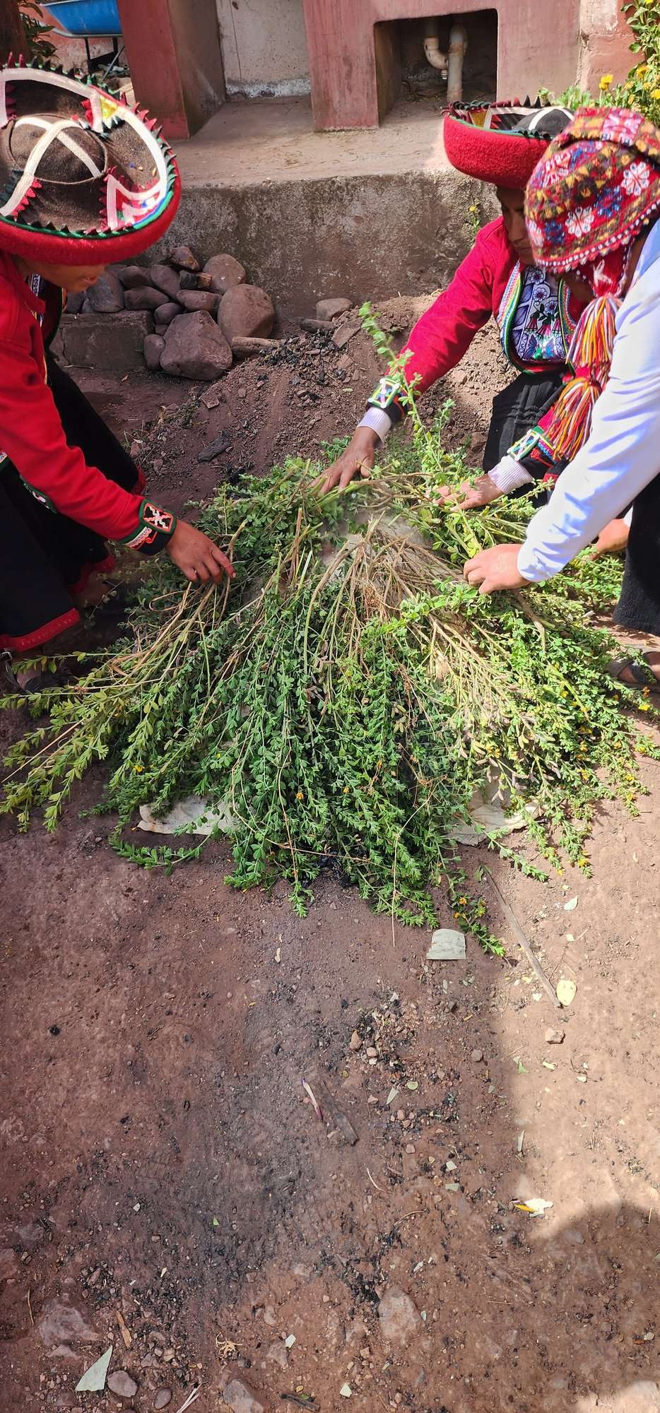 Aromatic Andean herbs gathered to layer over a pachamanca earth oven